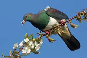 Novaeseelandiae: New Zealand Pigeon / Kereru