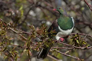 Novaeseelandiae: New Zealand Pigeon / Kereru