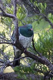Sounds: New Zealand Pigeon - Perched in a tree - Blumine