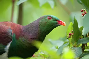 Novaeseelandiae: New Zealand Pigeon - portrait of an adult one