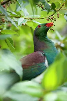 Novaeseelandiae: New Zealand Pigeon - portrait of an adult one sitting