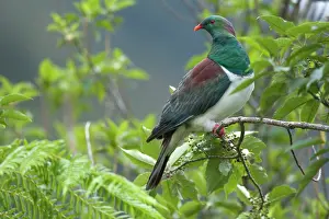 Novaeseelandiae: New Zealand Pigeon - sitting in a tree about to