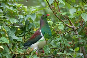 Novaeseelandiae: New Zealand Pigeon - sitting in a tree about to