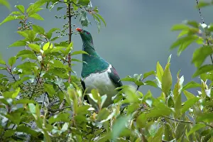 Novaeseelandiae: New Zealand Pigeon - sitting in a tree feeding on berries