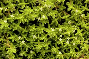 Pigmy: New Zealand pigmy-weed