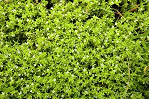 Crassula: New Zealand Pigmyweed