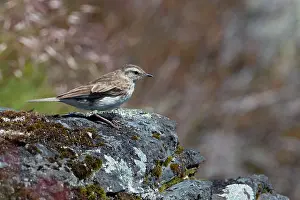 Anthus: New Zealand Pipit altitude 1400m