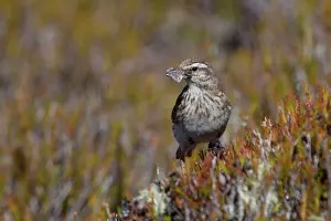 Anthus: New Zealand Pipit Altitude 1400m