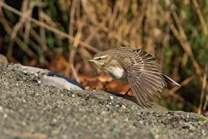 Anthus: New Zealand Pipit stretching wings