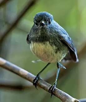 Petroica: New Zealand Robin / Toutouwai on tree