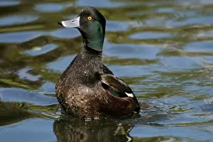Novaeseelandiae: New Zealand Scaup / Black Teal - Male