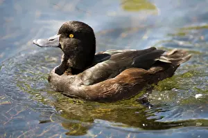 Groynes: New Zealand Scaup / Black Teal. Male at The Groynes