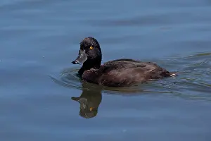 Novaeseelandiae: New Zealand Scaup / Black Teal - on the water