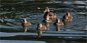 Novaeseelandiae: New Zealand Scaup - A female with ducklings - Western