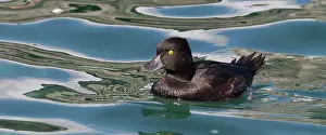 Scaup: New Zealand Scaup - male