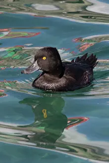 Scaup: New Zealand Scaup - male