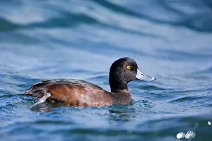 Novaeseelandiae: New Zealand Scaup - swimming in freshwater lake
