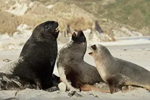 Phocarctos: New Zealand Sea Lion Bull, Cow, and Juvenile