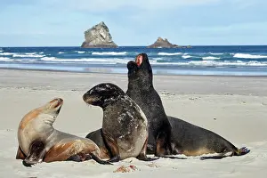 Phocarctos: New Zealand Sea Lion Bull, Cow, and Juvenile