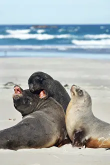 Phocarctos: New Zealand Sea Lion Bull, Cow, and Juvenile
