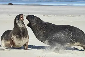Phocarctos: New Zealand Sea Lion Bull and Cow (Phocarctos