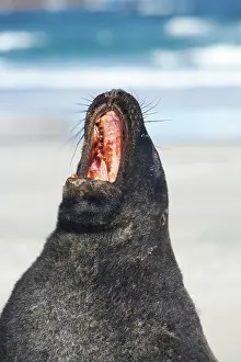 Phocarctos: New Zealand Sea Lion Bull (Phocarctos hookeri)