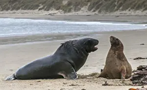 Salute: New Zealand sea lion (Phocarctos hookeri) comin