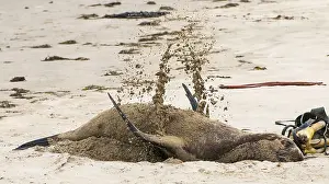 Sleep: New Zealand sea lion (Phocarctos hookeri) femal