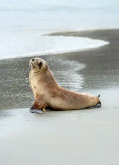 Phocarctos: New Zealand sea lion (Phocarctos hookeri) sitting