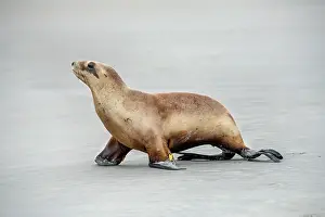 Phocarctos: New Zealand sea lion (Phocarctos hookeri) sitting