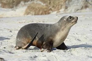Phocarctos: New Zealand Sea Lion Pup (tag 9003) (Phocarctos