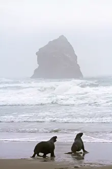 Hookers: New Zealand Sea Lions (Phocarctos hookeri)