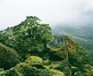 Epiphyte: New Zealand - showing epiphytic lichen growth on tree