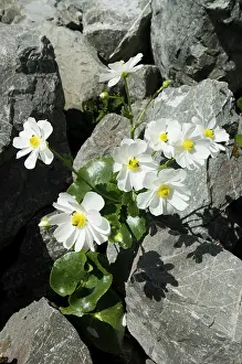 Buttercup: New Zealand, South Island, Arthurs Pass