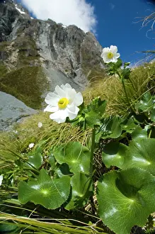 Buttercup: New Zealand, South Island, Arthurs Pass