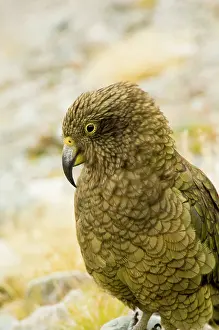 Arthurs: New Zealand, South Island, Arthurs Pass