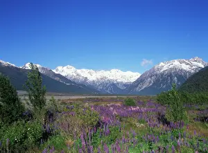 Lupine: New Zealand, South Island, Arthur's Pass