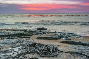 Kelp: New Zealand, South Island, Catlins, Waipapa