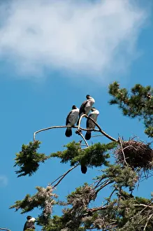 Sounds: New Zealand, South Island: Cormorants in