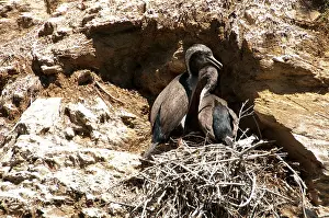Sounds: New Zealand, South Island: Cormorants in