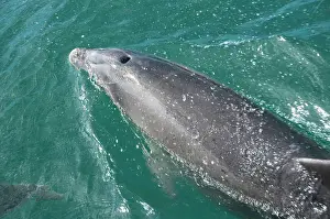 Sounds: New Zealand, South Island: Dolphins and
