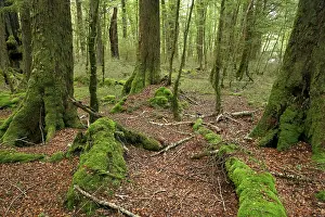 Milford: New Zealand, South Island, Fiordland, Beech