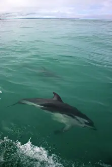 Jackrel: New Zealand, South Island, Kaikoura Coast