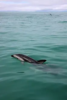 Jackrel: New Zealand, South Island, Kaikoura Coast