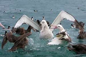 Jackrel: New Zealand, South Island, Kaikoura Coast