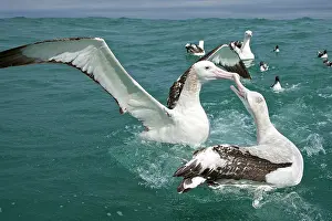 Jackrel: New Zealand, South Island, Kaikoura Coast