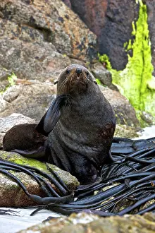 Kelp: New Zealand, South Island, Kaikoura Coast