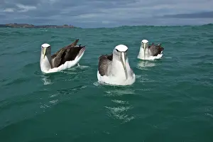 Jackrel: New Zealand, South Island, Kaikoura Coast