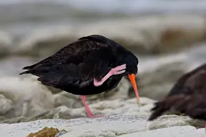 Haematopus: New Zealand, South Island, Kaikoura Coast