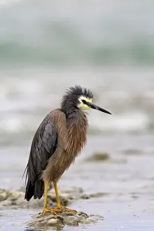 Jackrel: New Zealand, South Island, Kaikoura Coast